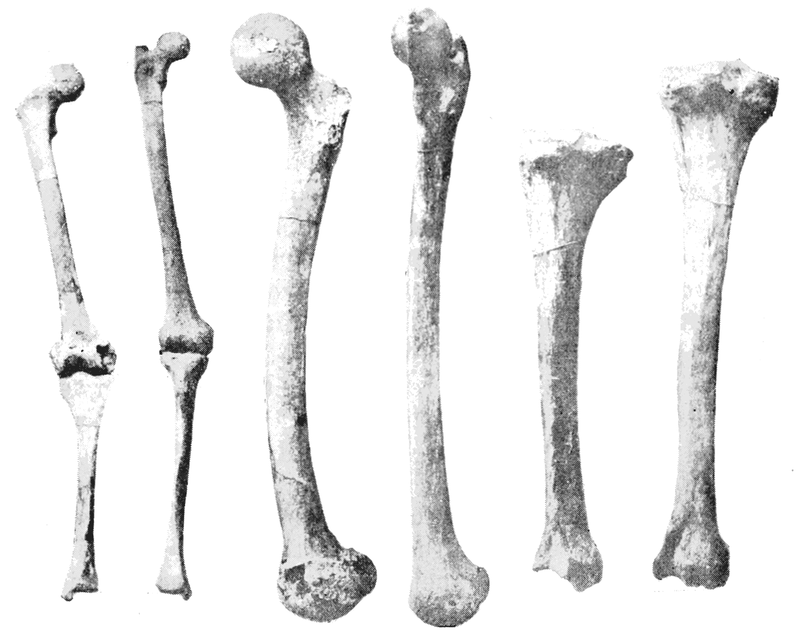 our new website is like these bones