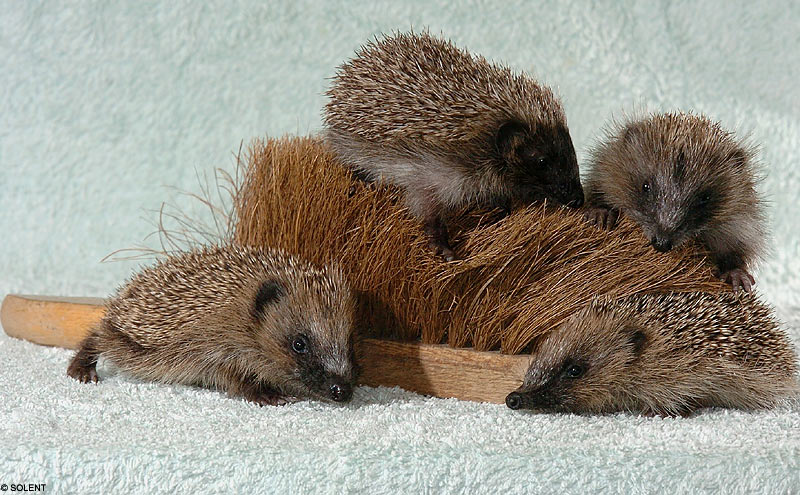 Hedgehogs find a new mother in a brush