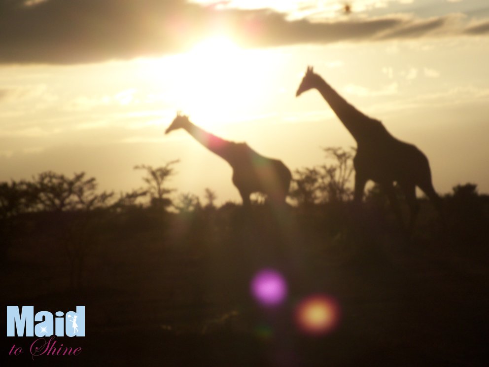 Giraffes in Kenya Africa